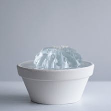water cactus(短毛丸)